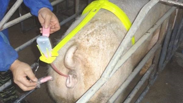 Đai phối tinh cho heo - Dụng cụ phòng tinh - Thiết bị thú y Lê Anh