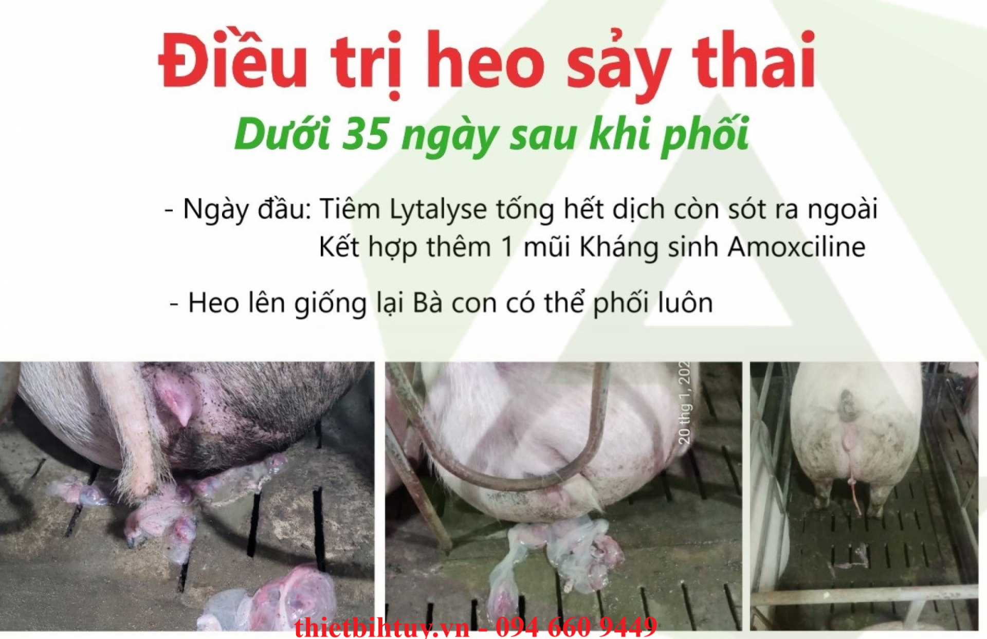 ĐIỀU TRỊ HEO NÁI SẢY THAI - TÀI LIỆU CHĂN NUÔI HEO