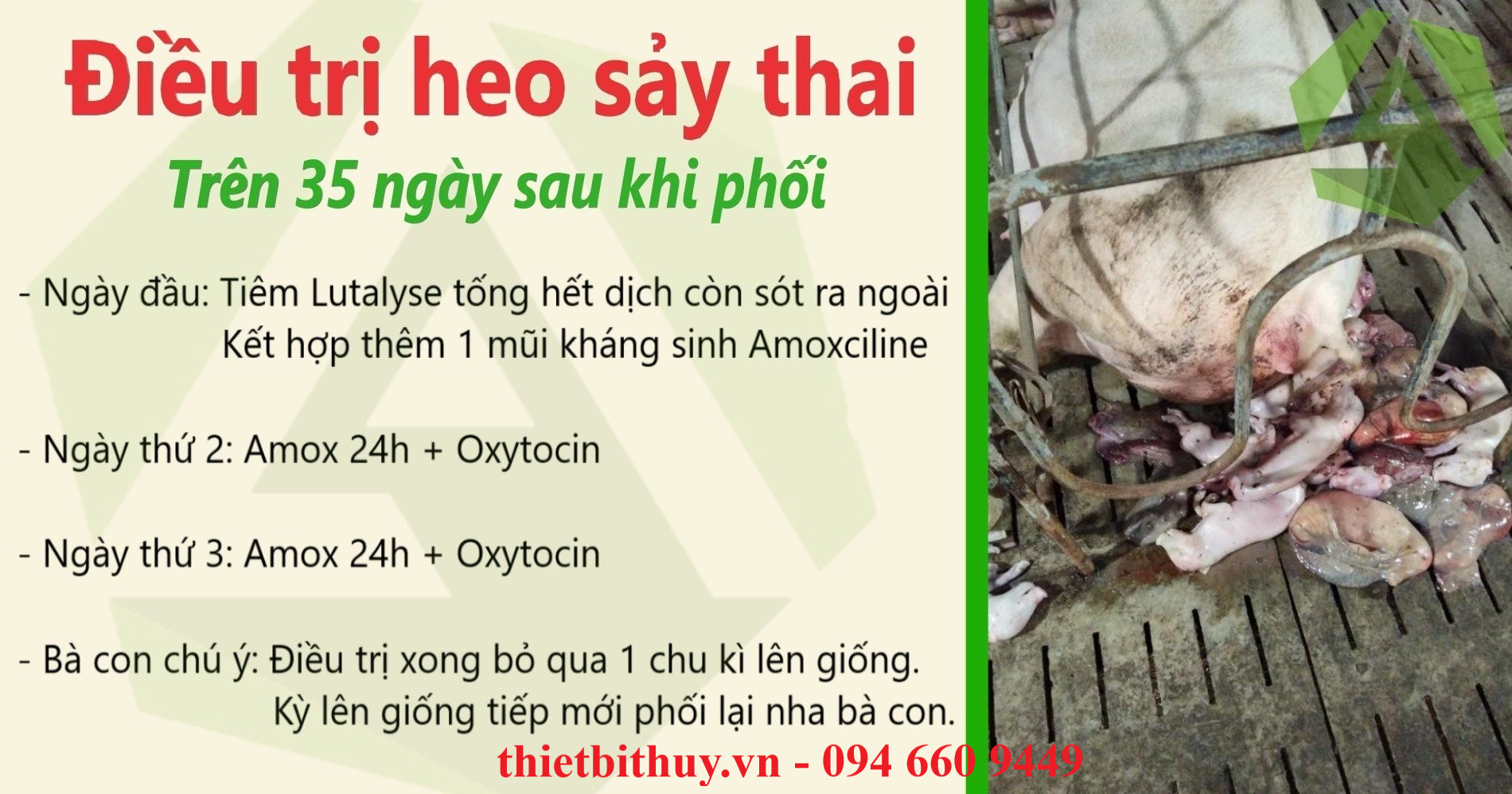 HEO NÁI BỊ SẢY THAI SAU KHI PHỐI - TÀI LIỆU NUÔI HEO - THIETBITHUY.VN